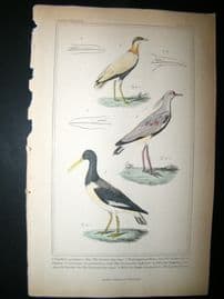 Cuvier C1835 Antique Hand Col Print. Cayenne Lapwing, Cloaked Oyster-Catcher, Coromanded Swiftfoot, 63