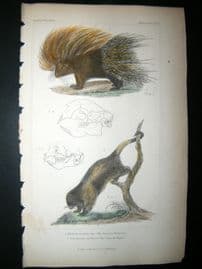 Cuvier C1835 Antique Hand Col Print. Common Porcupine, Couiy Of Brazil, 42