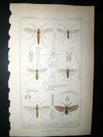 Cuvier C1835 Antique Hand Col Print. Dixa, Chionea, Ryhphus 103 Insects