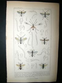 Cuvier C1835 Antique Hand Col Print. Dryinus, Helorus, Galesus, 78 Insects