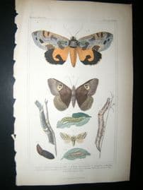 Cuvier C1835 Antique Hand Col Print. Nactua, Erebus, Caterpillar 100 Moths