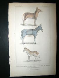 Cuvier C1835 Antique Hand Col Print. Qwagga (Extinct), Dzigguetai, Zebra, 52