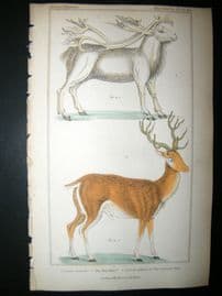 Cuvier C1835 Antique Hand Col Print. Rein Deer, Common Stag, 54