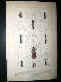 Cuvier C1835 Antique Hand Col Print. Scalytus, Antemae, Philoitribus, 55 Insects