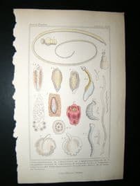 Cuvier C1835 Antique Hand Col Print. Sealife #10