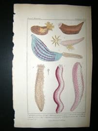 Cuvier C1835 Antique Hand Col Print. Sealife #4