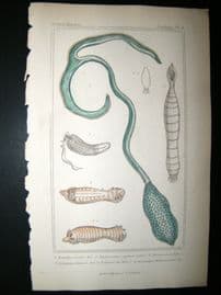 Cuvier C1835 Antique Hand Col Print. Sealife #6