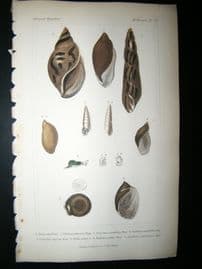 Cuvier C1835 Antique Hand Col Print. Shells #13