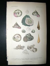 Cuvier C1835 Antique Hand Col Print. Shells #19