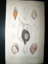 Cuvier C1835 Antique Hand Col Print. Shells #23