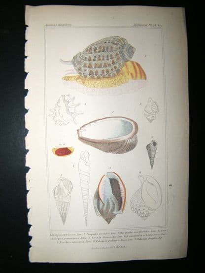 Cuvier C1835 Antique Hand Col Print. Shells #24A | Albion Prints
