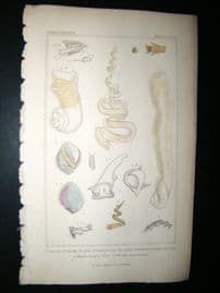 Cuvier C1835 Antique Hand Col Print. Shells #28