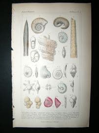 Cuvier C1835 Antique Hand Col Print. Shells #3A