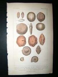 Cuvier C1835 Antique Hand Col Print. Shells #4A