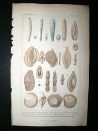 Cuvier C1835 Antique Hand Col Print. Shells #6B