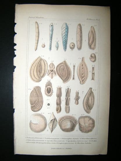 Cuvier C1835 Antique Hand Col Print. Shells #6B | Albion Prints
