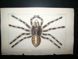 Cuvier C1835 Antique Hand Col Print. Spiders #1