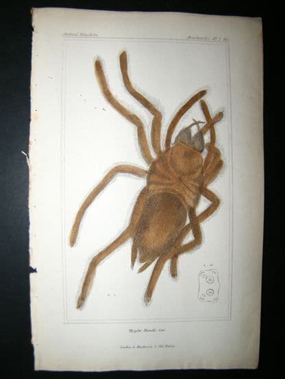 Cuvier C1835 Antique Hand Col Print. Spiders #2 | Albion Prints