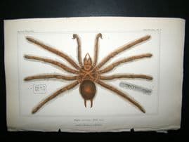 Cuvier C1835 Antique Hand Col Print. Spiders #2A