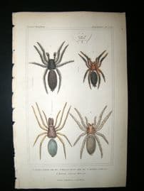Cuvier C1835 Antique Hand Col Print. Spiders #3