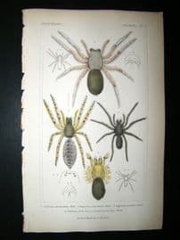 Cuvier C1835 Antique Hand Col Print. Spiders #5A
