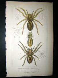 Cuvier C1835 Antique Hand Col Print. Spiders #6A