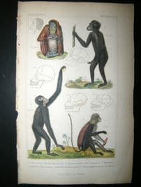 Cuvier C1835 Antique Hand Col Print. The Ourang Outang, The chimpanse, The Mona, 5