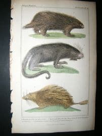 Cuvier C1835 Antique Hand Col Print. The Urson, Prehensile Tailed, Porcupine, The Pencil Tailedn Porcupine, 41