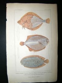 Cuvier C1835 Hand Col Print. The Dab, Barbue or Oval Trout,Marbled Achirus Fish #71
