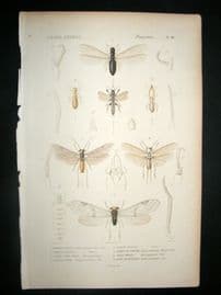 Cuvier C1840 Antique Hand Col Print. Insects 106