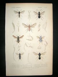 Cuvier C1840 Antique Hand Col Print. Insects 113