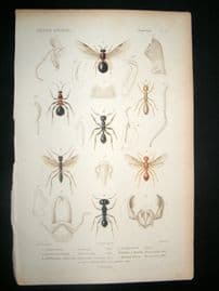 Cuvier C1840 Antique Hand Col Print. Insects 117