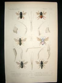 Cuvier C1840 Antique Hand Col Print. Insects 127