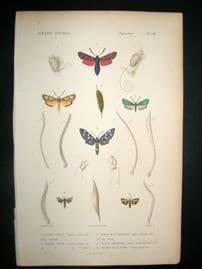 Cuvier C1840 Antique Hand Col Print. Insects 148