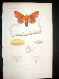 Cuvier C1840 Antique Hand Col Print. Insects 151
