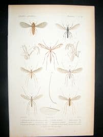 Cuvier C1840 Antique Hand Col Print. Insects 163