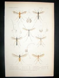 Cuvier C1840 Antique Hand Col Print. Insects 164