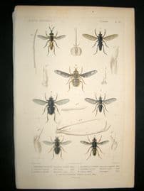 Cuvier C1840 Antique Hand Col Print. Insects 167