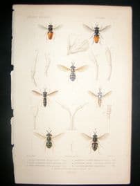 Cuvier C1840 Antique Hand Col Print. Insects 175