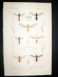 Cuvier C1840 Antique Hand Col Print. Insects 179