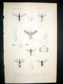 Cuvier C1840 Antique Hand Col Print. Insects 180