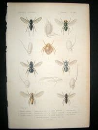 Cuvier C1840 Antique Hand Col Print. Insects - 181