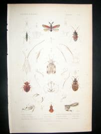 Cuvier C1840 Antique Hand Col Print. Insects 91