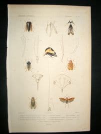 Cuvier C1840 Antique Hand Col Print. Insects 98