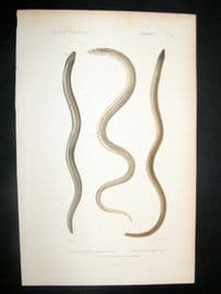 Cuvier C1840 Antique Hand Col Print. Snakes 24