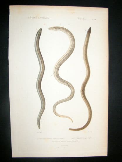 Cuvier C1840 Antique Hand Col Print. Snakes 24 | Albion Prints