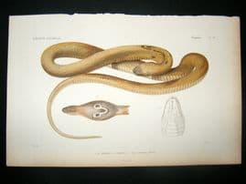 Cuvier C1840 Antique Hand Col Print. Snakes 34