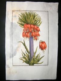 Daniel Rabel 1771 Folio Hand Col Botanical. Great Crown Imperial Lily 1