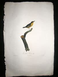 Desmarest & Pauline de Courcelles 1805 LG Folio HC Bird Print. Todier Tic Tic