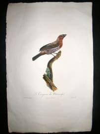Desmarest & Pauline de Courcelles 1805 LG HC Bird Print. Mississippi Tangara USA